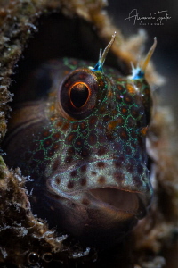 Blenny in home, La Paz Mexico by Alejandro Topete 